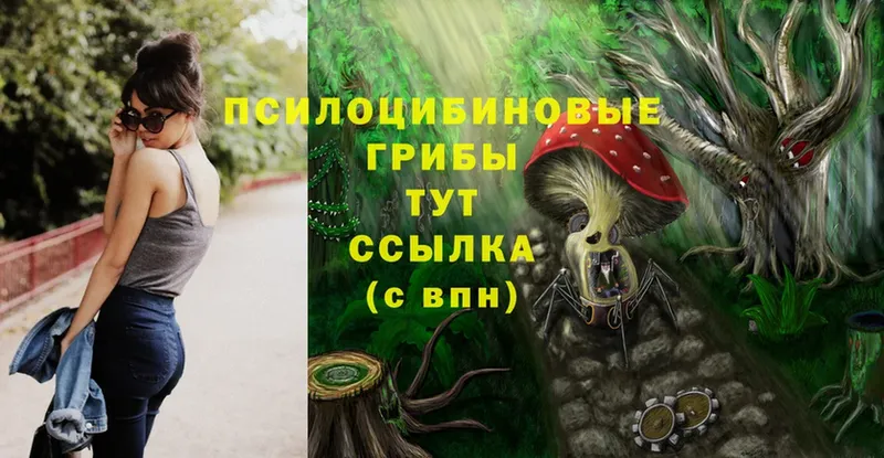 Галлюциногенные грибы Psilocybe  Губкинский 